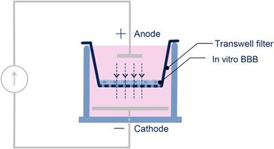 Direct Current Stimulation Disrupts Endothelial Glycocalyx and Tight Junctions of the Blood-Brain Barrier in vitro